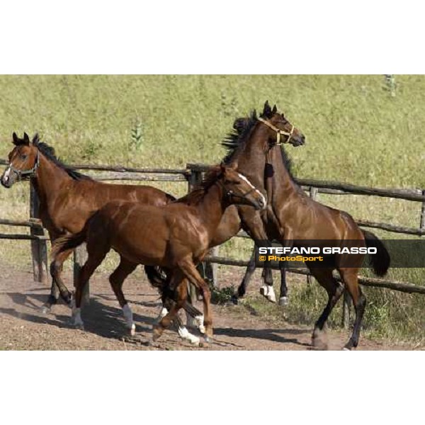 yearlings playing at Stud Porta Medaglia Rome, 21st may 2005 ph. Stefano Grasso