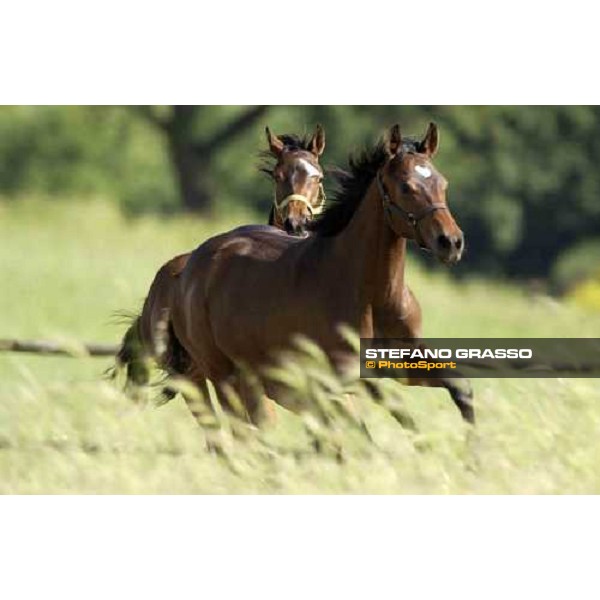 yearlings playing at Stud Porta Medaglia Rome, 21st may 2005 ph. Stefano Grasso