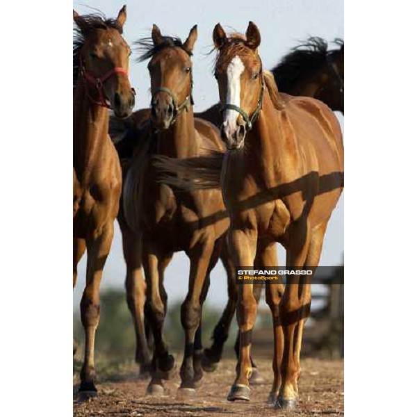 yearlings at Stud Porta Medaglia Rome, 21st may 2005 ph. Stefano Grasso