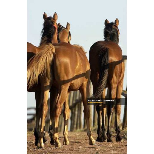 yearlings at Stud Porta Medaglia Rome, 21st may 2005 ph. Stefano Grasso