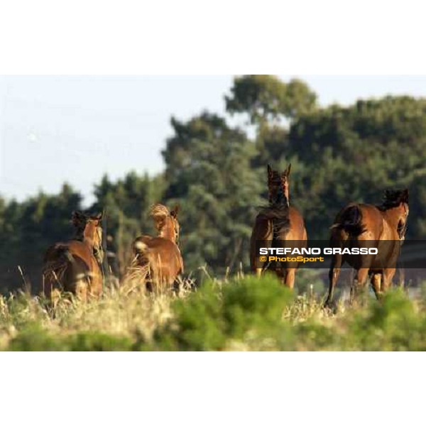 yearlings at Stud Porta Medaglia Rome, 21st may 2005 ph. Stefano Grasso