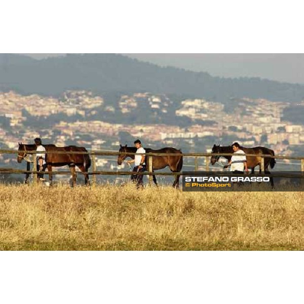 yearlings at Stud Porta Medaglia Rome, 21st may 2005 ph. Stefano Grasso