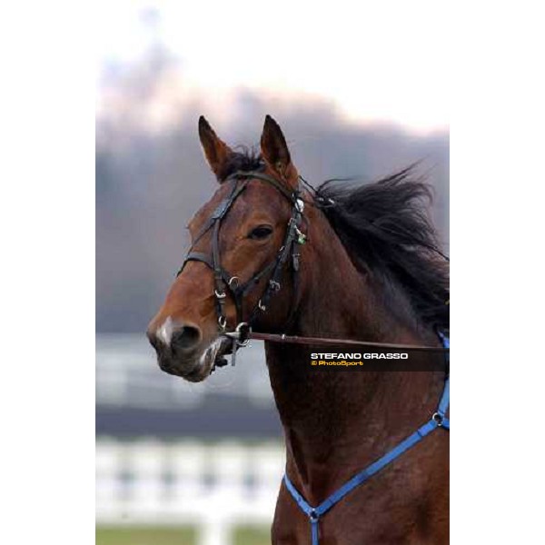 Prix du Bois de Vincennes close up for Daguet Rapide Paris Vincennes febr.28 2004 ph.Stefano Grasso