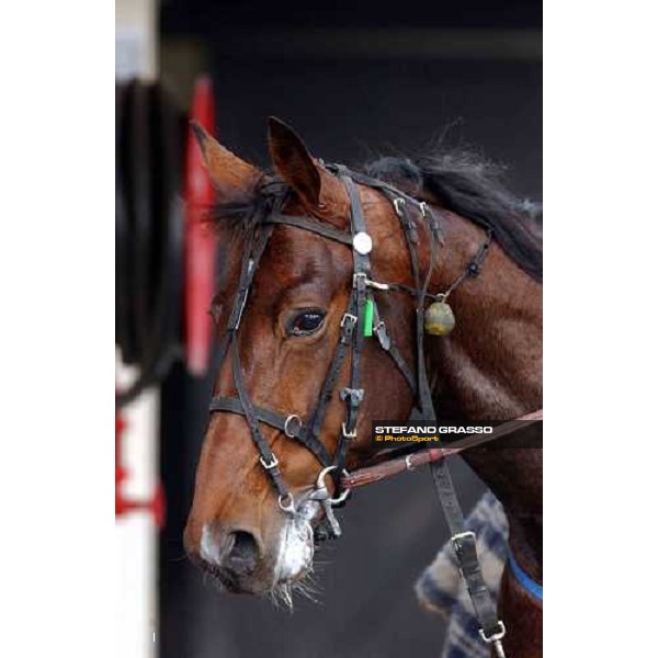 close up fro Daguet Rapide Paris Vincennes febr.28 2004 ph.Stefano Grasso