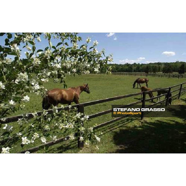 foals and mares at Stud Boesso Capronno, 9th june 2005 ph. Stefano Grasso