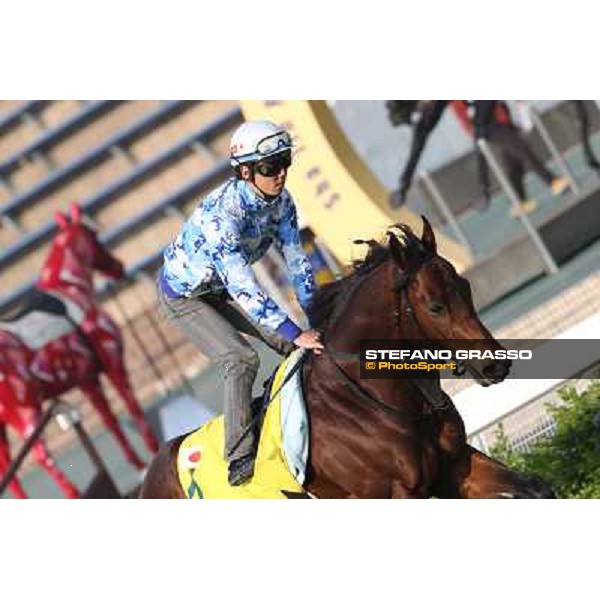 Lord Kanaloa Morning worksout at Sha Tin Hong Kong,4th dec.2013 ph.Stefano Grasso