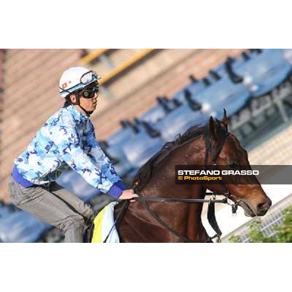 Lord Kanaloa Morning worksout at Sha Tin Hong Kong,4th dec.2013 ph.Stefano Grasso