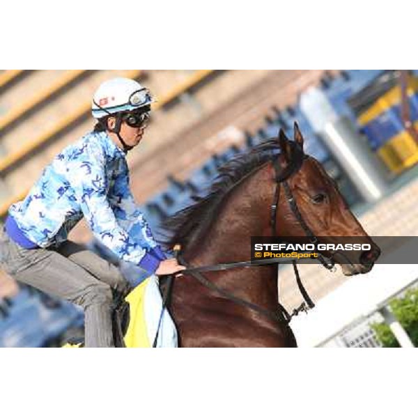 Lord Kanaloa Morning worksout at Sha Tin Hong Kong,4th dec.2013 ph.Stefano Grasso