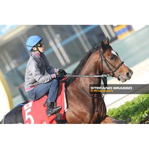 Yutaka Take on Tokei Halo Morning worksout at Sha Tin Hong Kong,4th dec.2013 ph.Stefano Grasso