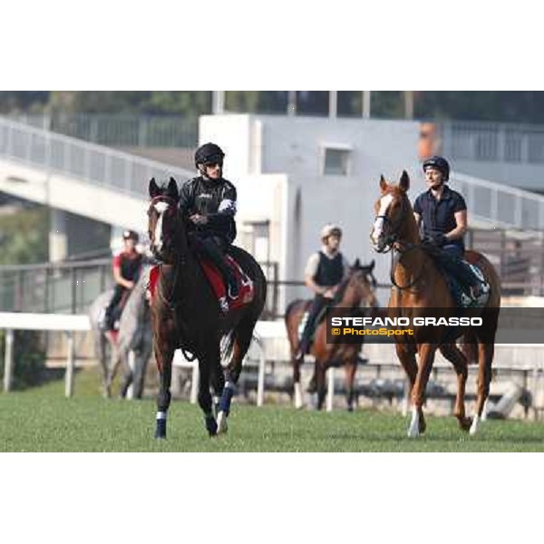 Andrasc Starke on Neatico Morning worksout at Sha Tin Hong Kong,4th dec.2013 ph.Stefano Grasso