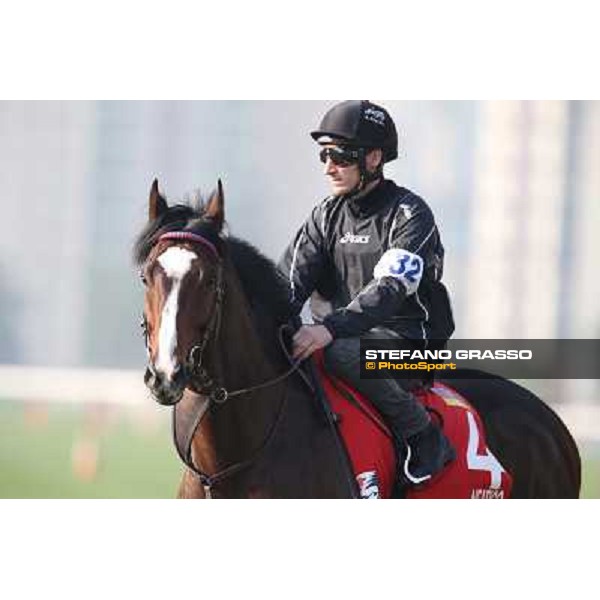 Andrasc Starke on Neatico Morning worksout at Sha Tin Hong Kong,4th dec.2013 ph.Stefano Grasso