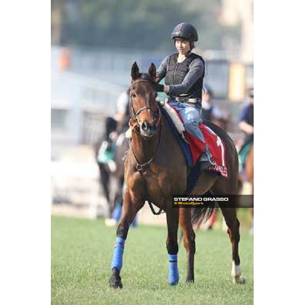 Cirrus des Aigles Morning worksout at Sha Tin Hong Kong,4th dec.2013 ph.Stefano Grasso