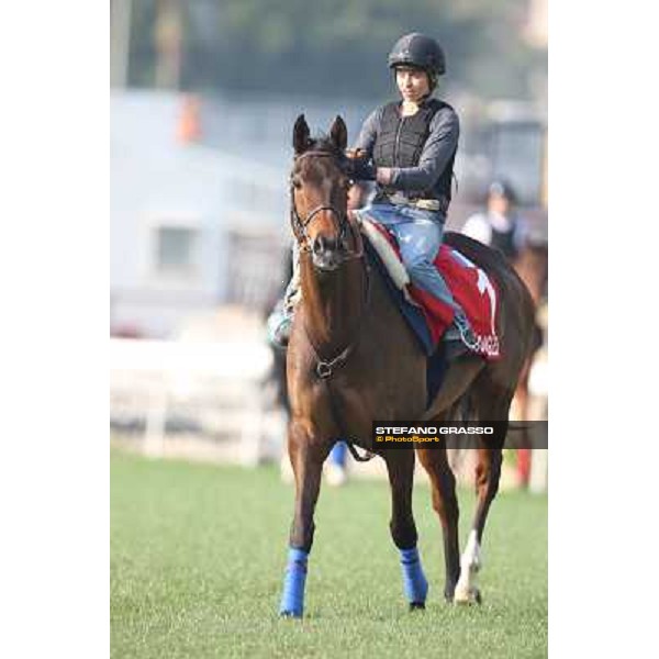 Cirrus des Aigles Morning worksout at Sha Tin Hong Kong,4th dec.2013 ph.Stefano Grasso