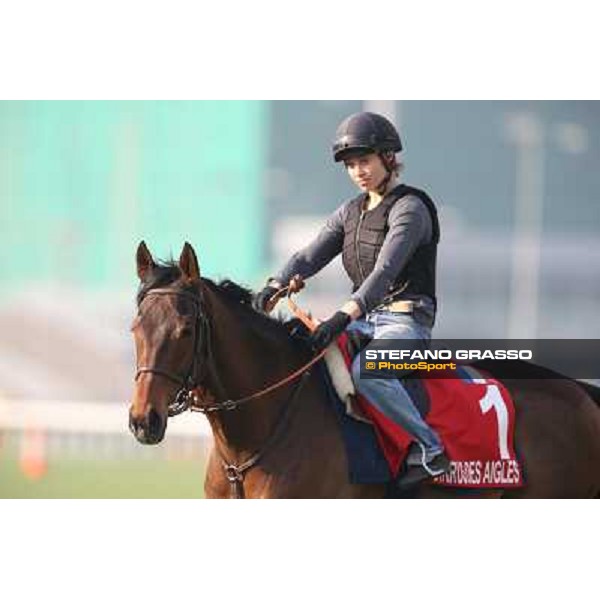 Cirrus des Aigles Morning worksout at Sha Tin Hong Kong,4th dec.2013 ph.Stefano Grasso
