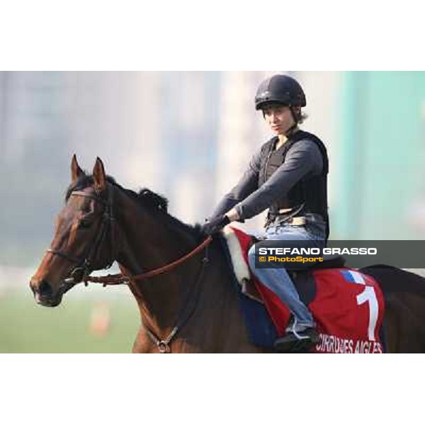 Cirrus des Aigles Morning worksout at Sha Tin Hong Kong,4th dec.2013 ph.Stefano Grasso