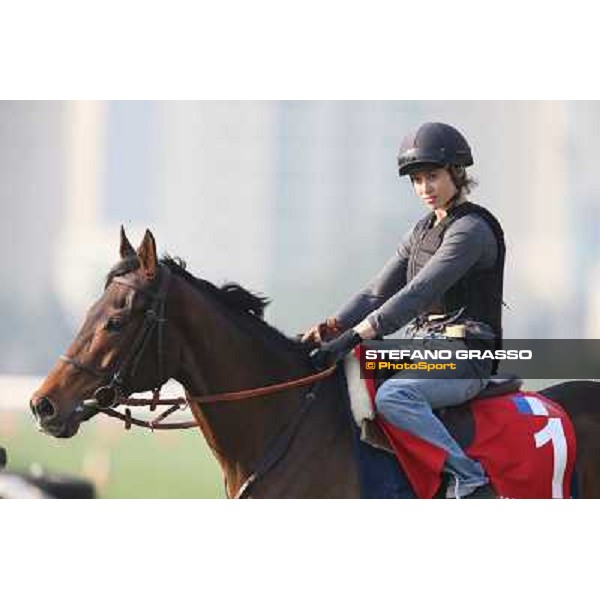 Cirrus des Aigles Morning worksout at Sha Tin Hong Kong,4th dec.2013 ph.Stefano Grasso