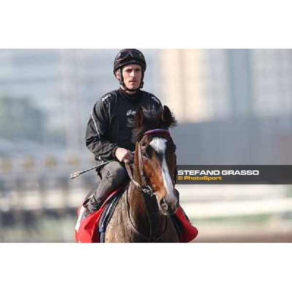 Andrasc Starke on Neatico Morning worksout at Sha Tin Hong Kong,4th dec.2013 ph.Stefano Grasso