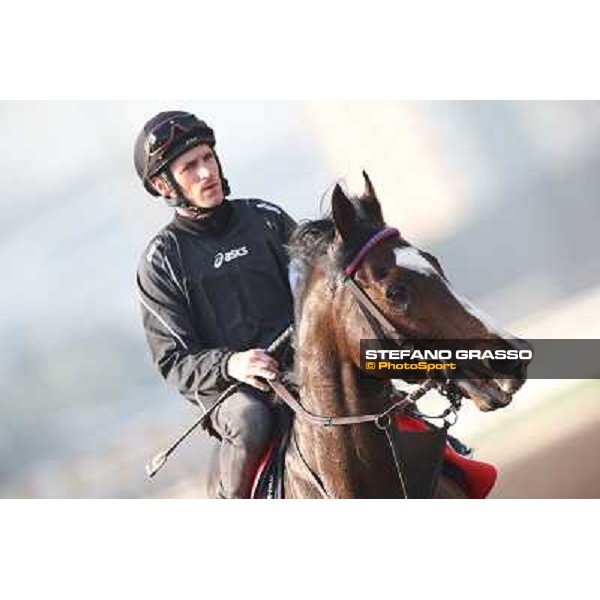 Andrasc Starke on Neatico Morning worksout at Sha Tin Hong Kong,4th dec.2013 ph.Stefano Grasso