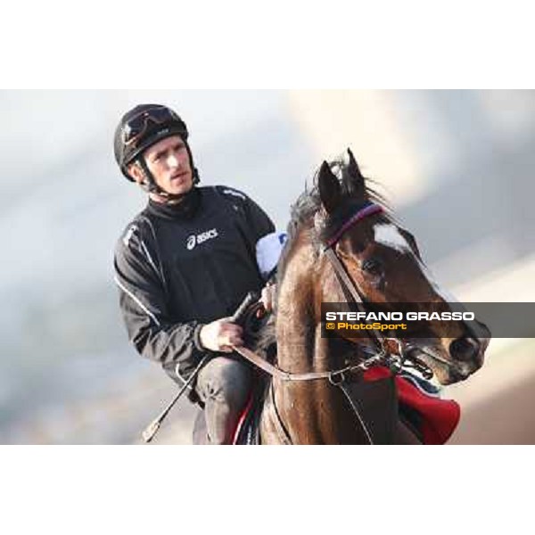 Andrasc Starke on Neatico Morning worksout at Sha Tin Hong Kong,4th dec.2013 ph.Stefano Grasso
