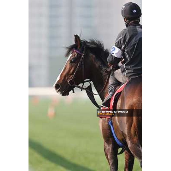 Andrasc Starke on Neatico Morning worksout at Sha Tin Hong Kong,4th dec.2013 ph.Stefano Grasso