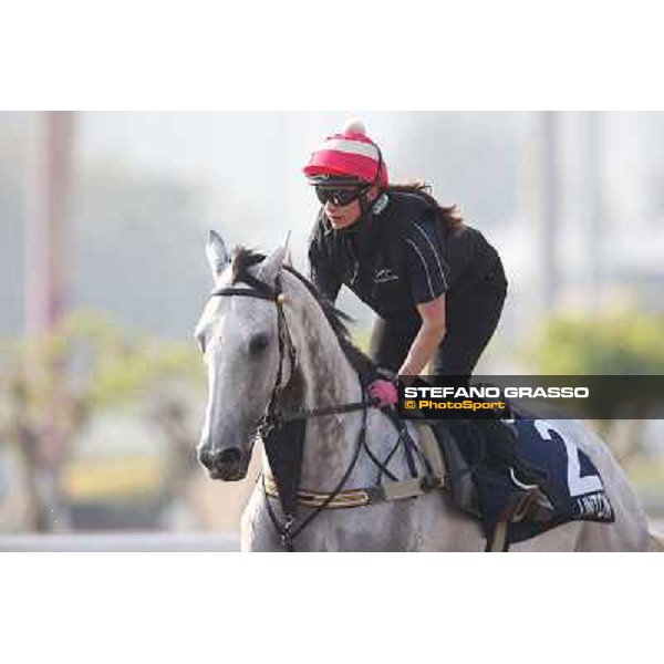 Linton Morning worksout at Sha Tin Hong Kong,4th dec.2013 ph.Stefano Grasso