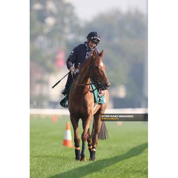 Andrea Atzeni on Seismos Morning worksout at Sha Tin Hong Kong,4th dec.2013 ph.Stefano Grasso