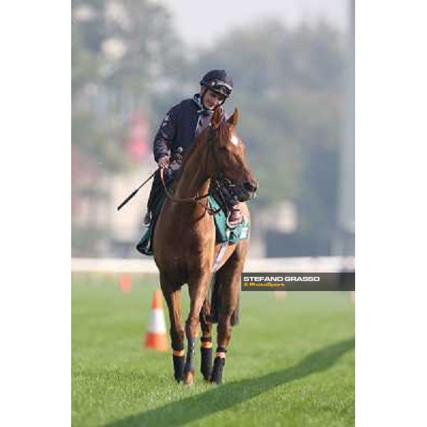 Andrea Atzeni on Seismos Morning worksout at Sha Tin Hong Kong,4th dec.2013 ph.Stefano Grasso