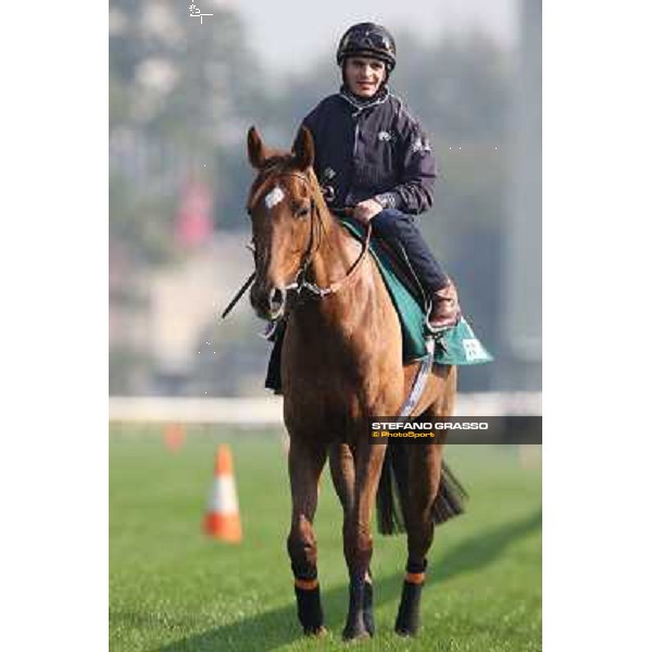 Andrea Atzeni on Seismos Morning worksout at Sha Tin Hong Kong,4th dec.2013 ph.Stefano Grasso