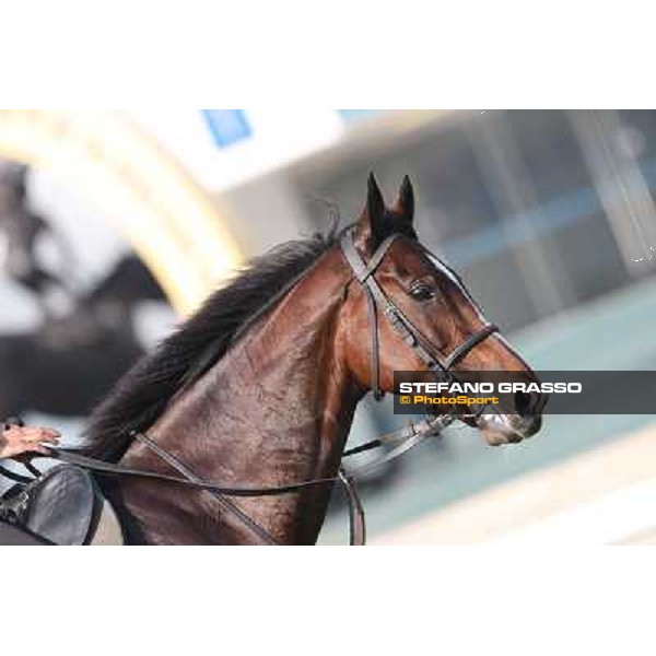 Mount Athos Morning worksout at Sha Tin Hong Kong,4th dec.2013 ph.Stefano Grasso