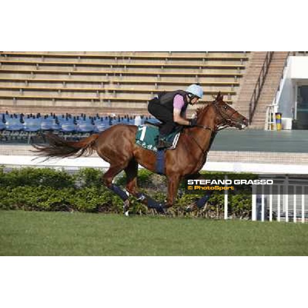 Red Cadeaux Morning worksout at Sha Tin Hong Kong,4th dec.2013 ph.Stefano Grasso