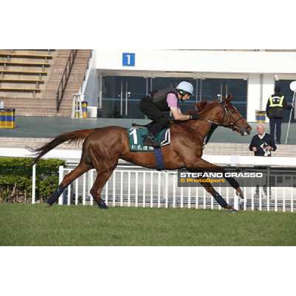 Red Cadeaux Morning worksout at Sha Tin Hong Kong,4th dec.2013 ph.Stefano Grasso