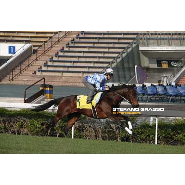 Lord Kanaloa Morning worksout at Sha Tin Hong Kong,4th dec.2013 ph.Stefano Grasso