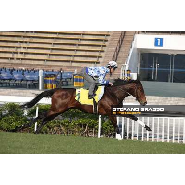 Lord Kanaloa Morning worksout at Sha Tin Hong Kong,4th dec.2013 ph.Stefano Grasso