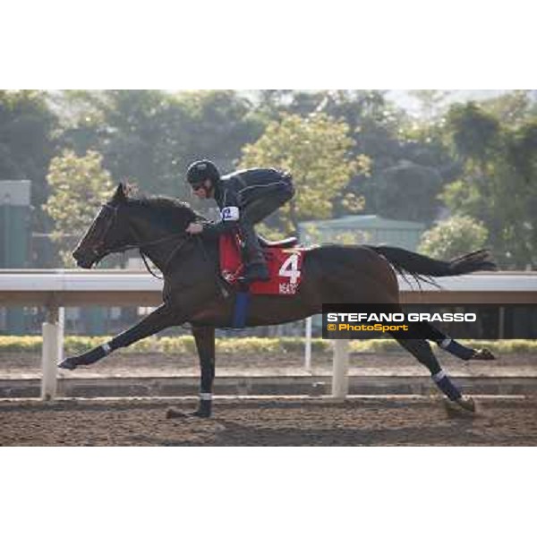 Andrasch Starke on Neatico Morning worksout at Sha Tin Hong Kong,4th dec.2013 ph.Stefano Grasso