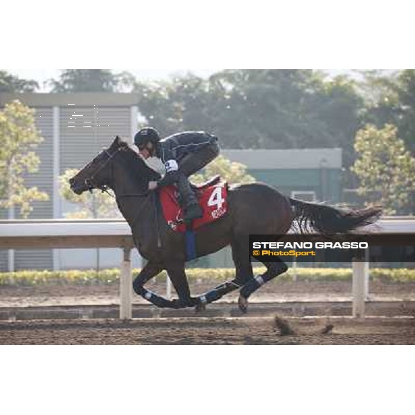 Andrasch Starke on Neatico Morning worksout at Sha Tin Hong Kong,4th dec.2013 ph.Stefano Grasso