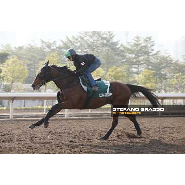 Asuka Kurichan Morning worksout at Sha Tin Hong Kong,4th dec.2013 ph.Stefano Grasso