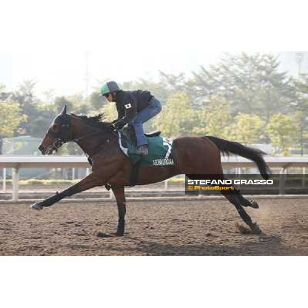 Asuka Kurichan Morning worksout at Sha Tin Hong Kong,4th dec.2013 ph.Stefano Grasso