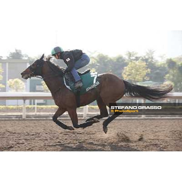 Asuka Kurichan Morning worksout at Sha Tin Hong Kong,4th dec.2013 ph.Stefano Grasso