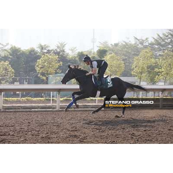 Dandino Morning worksout at Sha Tin Hong Kong,4th dec.2013 ph.Stefano Grasso