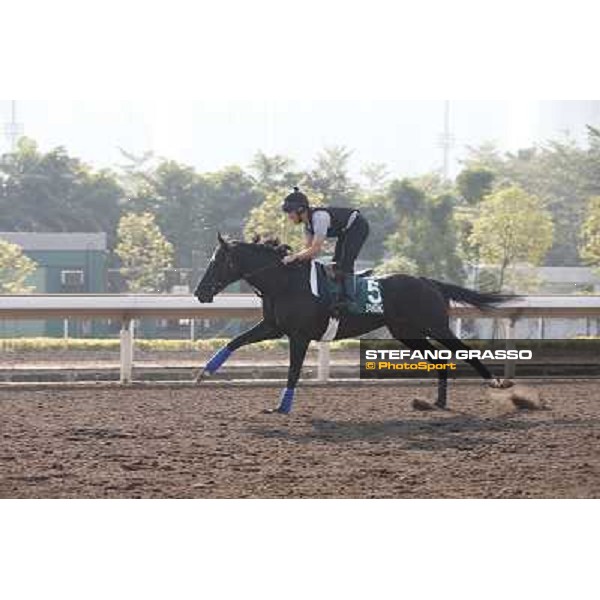 Dandino Morning worksout at Sha Tin Hong Kong,4th dec.2013 ph.Stefano Grasso