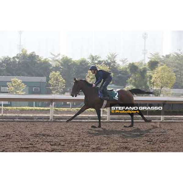 Feuerblitz Morning worksout at Sha Tin Hong Kong,4th dec.2013 ph.Stefano Grasso