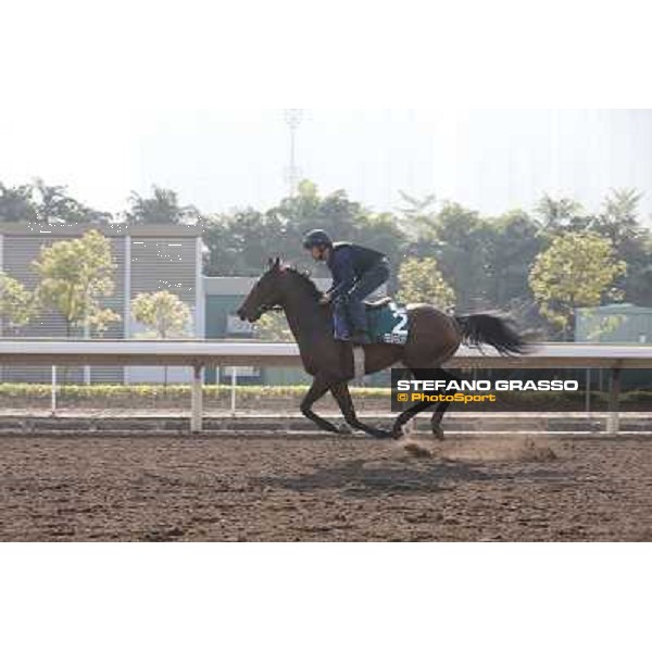Feuerblitz Morning worksout at Sha Tin Hong Kong,4th dec.2013 ph.Stefano Grasso