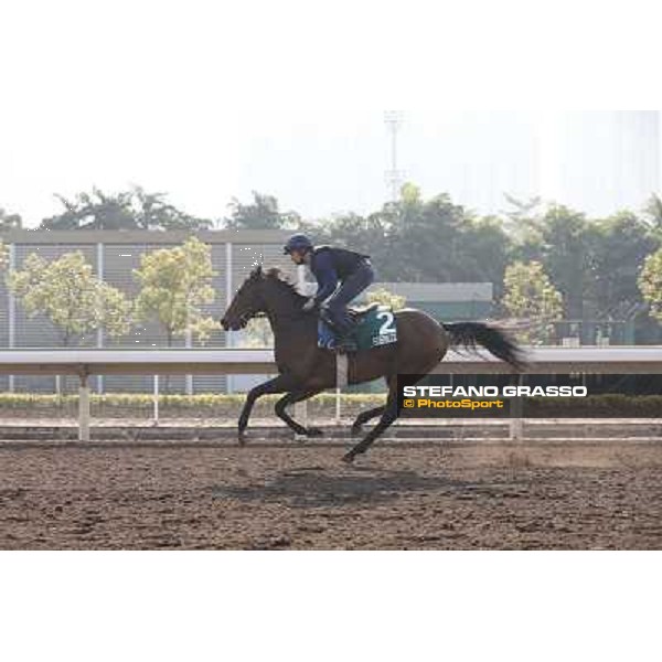 Feuerblitz Morning worksout at Sha Tin Hong Kong,4th dec.2013 ph.Stefano Grasso