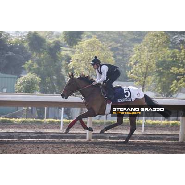 Moonlight Cloud Morning worksout at Sha Tin Hong Kong,4th dec.2013 ph.Stefano Grasso