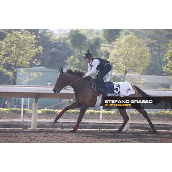 Moonlight Cloud Morning worksout at Sha Tin Hong Kong,4th dec.2013 ph.Stefano Grasso
