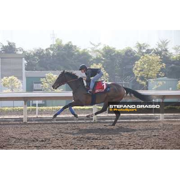 Cirrus des Aigles Morning worksout at Sha Tin Hong Kong,4th dec.2013 ph.Stefano Grasso