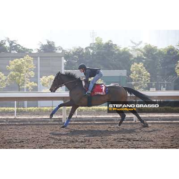 Cirrus des Aigles Morning worksout at Sha Tin Hong Kong,4th dec.2013 ph.Stefano Grasso