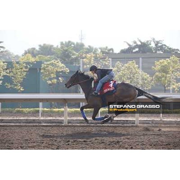 Cirrus des Aigles Morning worksout at Sha Tin Hong Kong,4th dec.2013 ph.Stefano Grasso