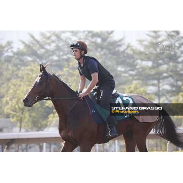Dunaden Morning worksout at Sha Tin Hong Kong,4th dec.2013 ph.Stefano Grasso