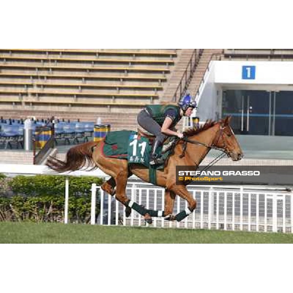 Ebiyza Morning worksout at Sha Tin Hong Kong,4th dec.2013 ph.Stefano Grasso